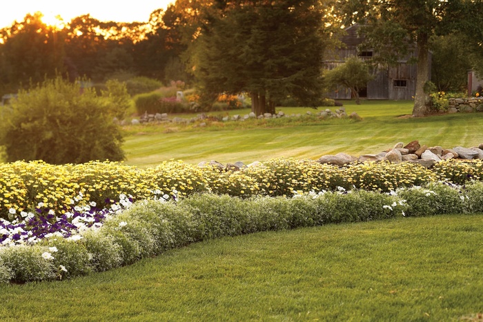 Diamond Frost® - Euphorbia from Delukes Gardencenter