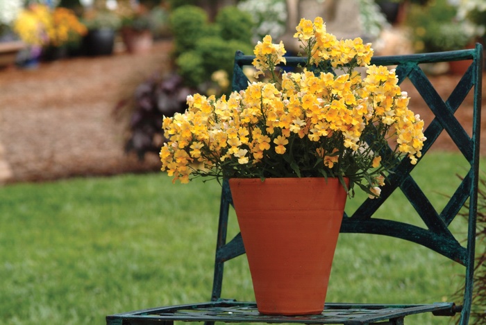Sunsatia® ''Lemon'' - Nemesia from Delukes Gardencenter