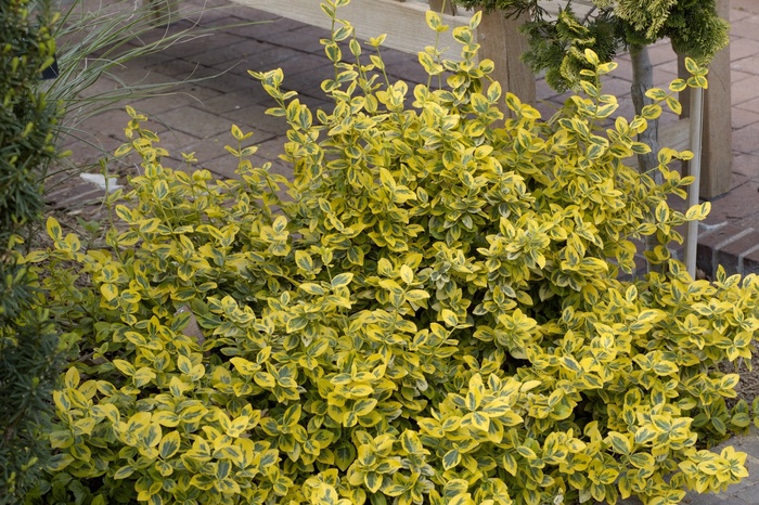 ''Emerald n'' Gold'' Wintercreeper Euonymus - Euonymus fortunei from Delukes Gardencenter