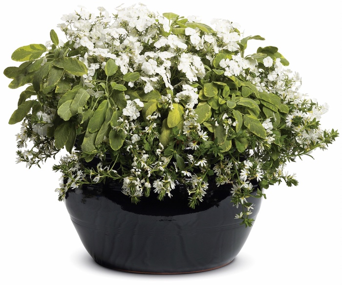 Intensia® 'White' - Phlox from Delukes Gardencenter