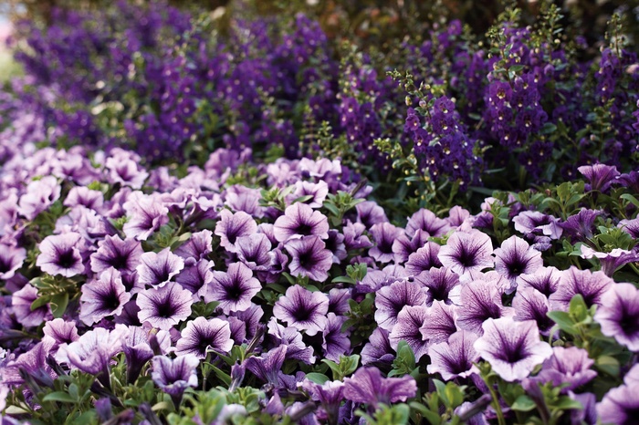 Supertunia® 'Bordeaux™' - Petunia from Delukes Gardencenter