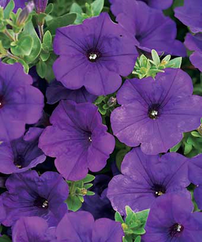 Supertunia® ''Royal Velvet®'' - Petunia from Delukes Gardencenter