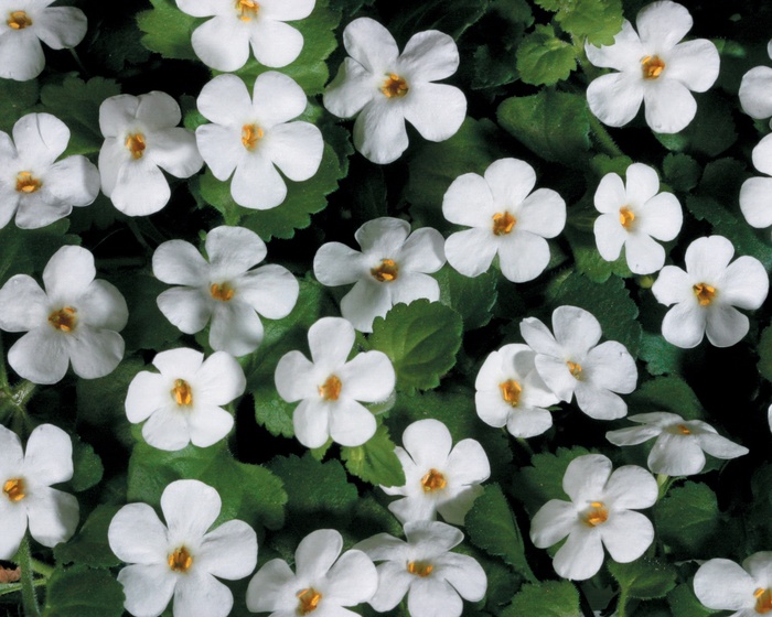 Snowstorm® ''Giant Snowflake®'' - Sutera cordata (Bacopa) from Delukes Gardencenter