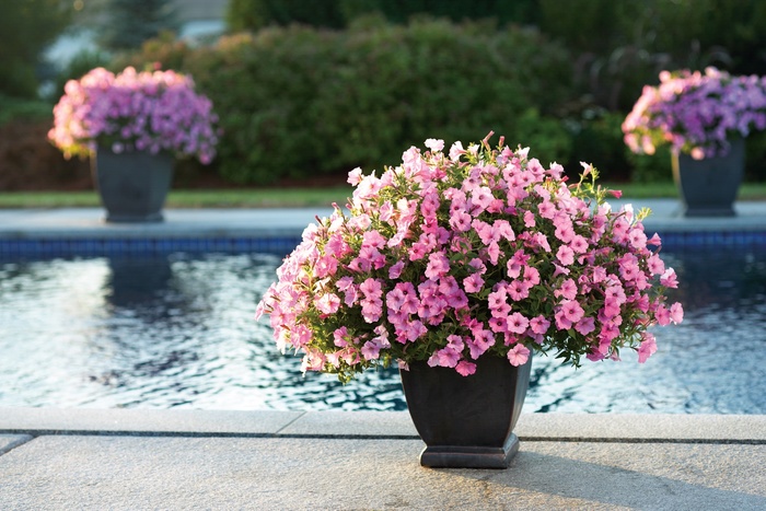 Supertunia Vista® ''Bubblegum®'' - Petunia from Delukes Gardencenter