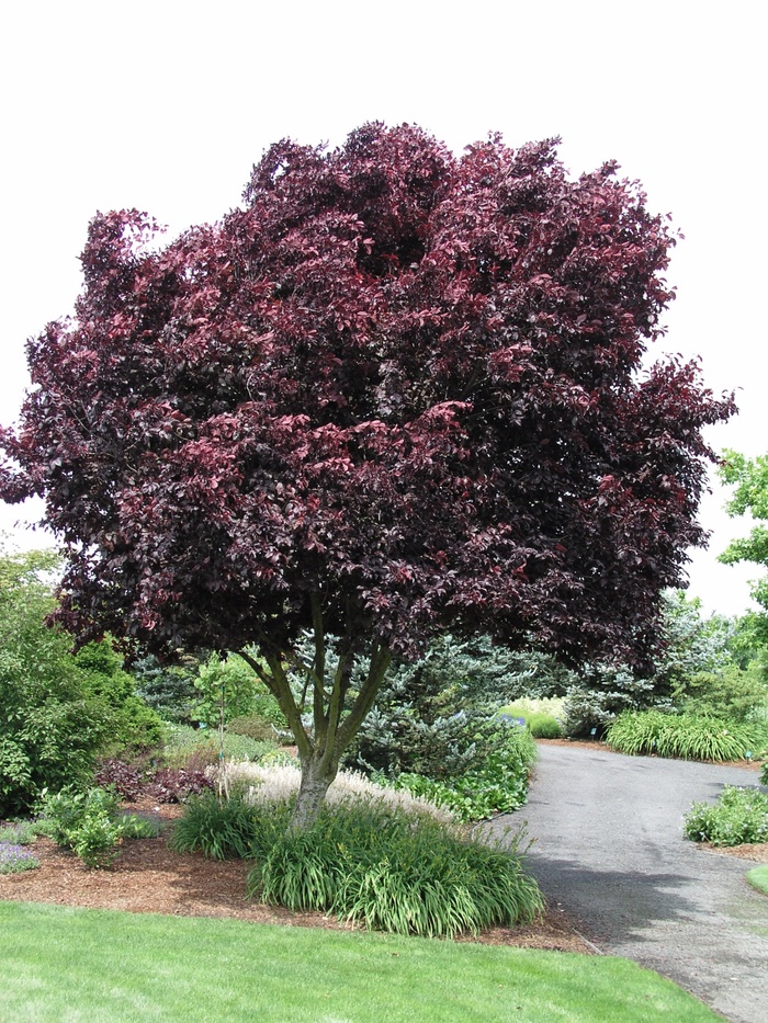 'Thundercloud' Cherry Plum - Prunus cerasifera from Delukes Gardencenter