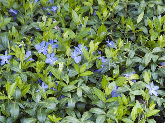Vinca - Vinca minor from Delukes Gardencenter