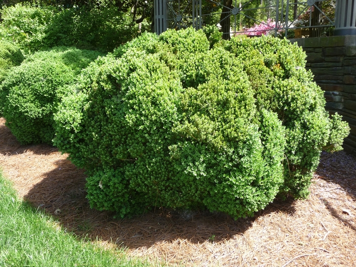 'Green Velvet' Boxwood - Buxus from Delukes Gardencenter