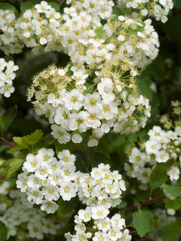 'Renaissance' Spirea - Spiraea x vanhouttei from Delukes Gardencenter