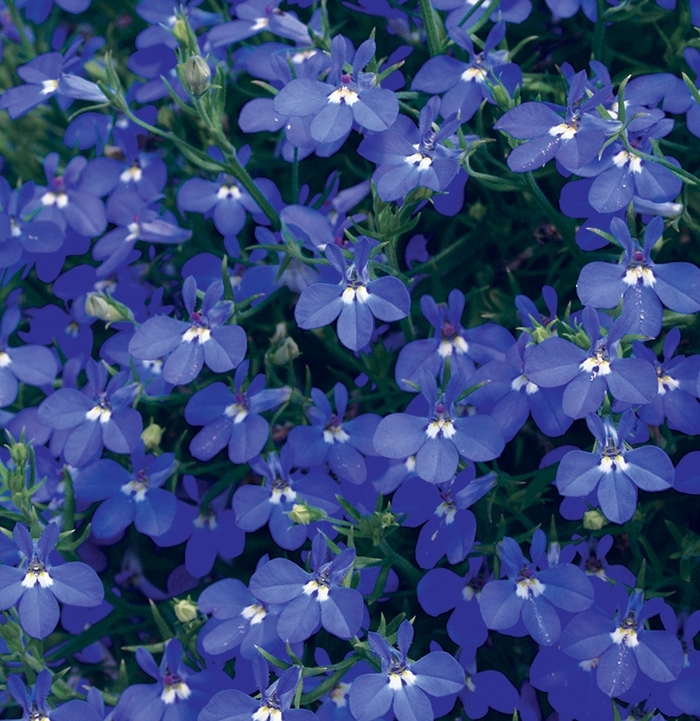 Laguna® 'Dark Blue' - Lobelia erinus from Delukes Gardencenter