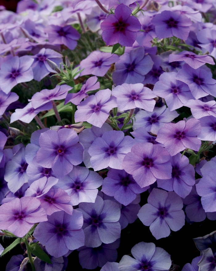 Intensia® ''Blueberry'' - Phlox from Delukes Gardencenter