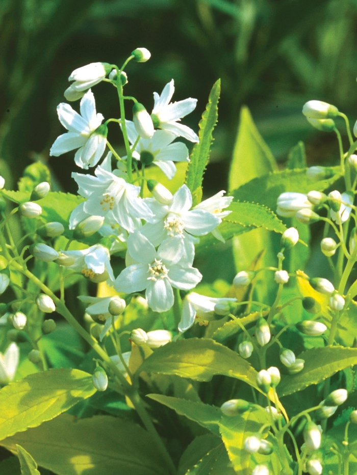 Chardonnay Pearls&reg; - Deutzia gracilis from Delukes Gardencenter