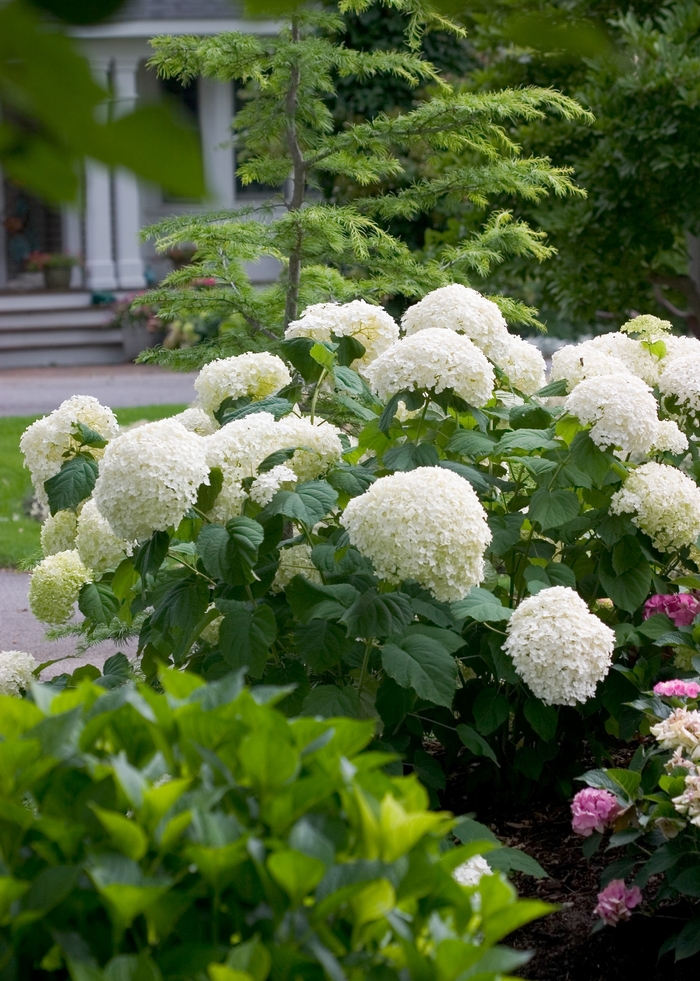 Incrediball&reg; Smooth Hydrangea - Hydrangea arborescens from Delukes Gardencenter