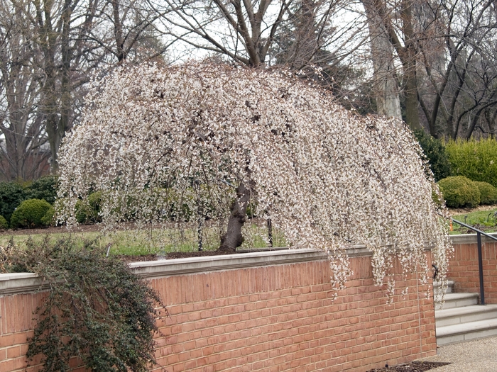 'Snow Fountains&reg;' Weeping Cherry - Prunus from Delukes Gardencenter