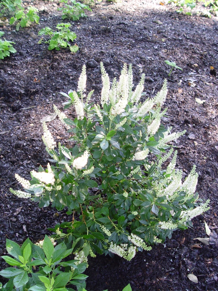 ''Hummingbird'' Summersweet - Clethra alnifolia from Delukes Gardencenter
