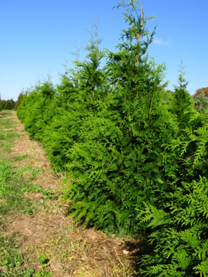 'Green Giant' Giant Arborvitae - Thuja from Delukes Gardencenter