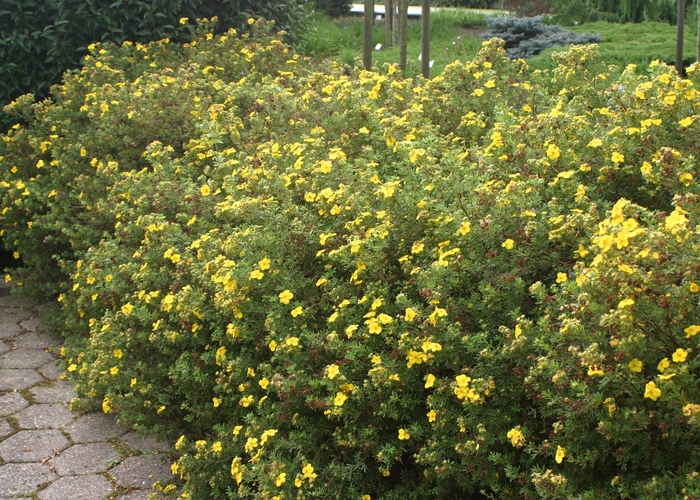 'Goldfinger' Shrubby Cinquefoil - Potentilla fruticosa from Delukes Gardencenter