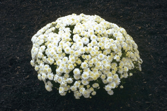 ''Wilma™ White'' Garden Mum - Chrysanthemum x morifolium from Delukes Gardencenter