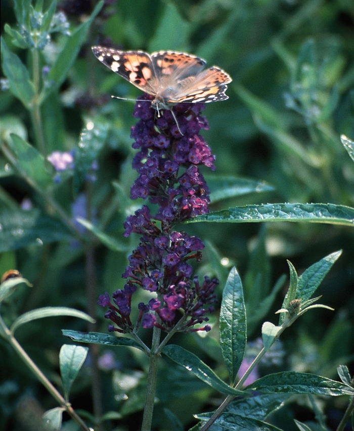 'Black Knight' Butterfly Bush - Buddleia davidii from Delukes Gardencenter