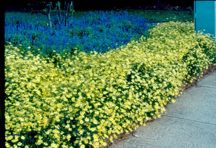 'Moonbeam' Tickseed - Coreopsis verticillata from Delukes Gardencenter