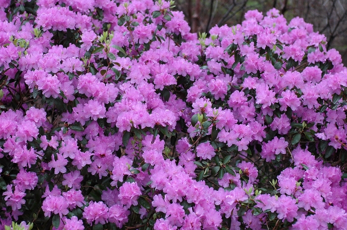 'Purple Gem' - Rhododendron from Delukes Gardencenter