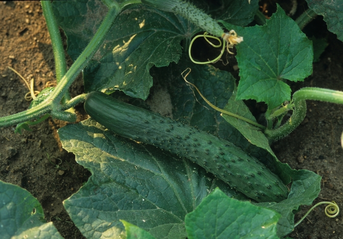 Cucumber - Marketmore from Delukes Gardencenter