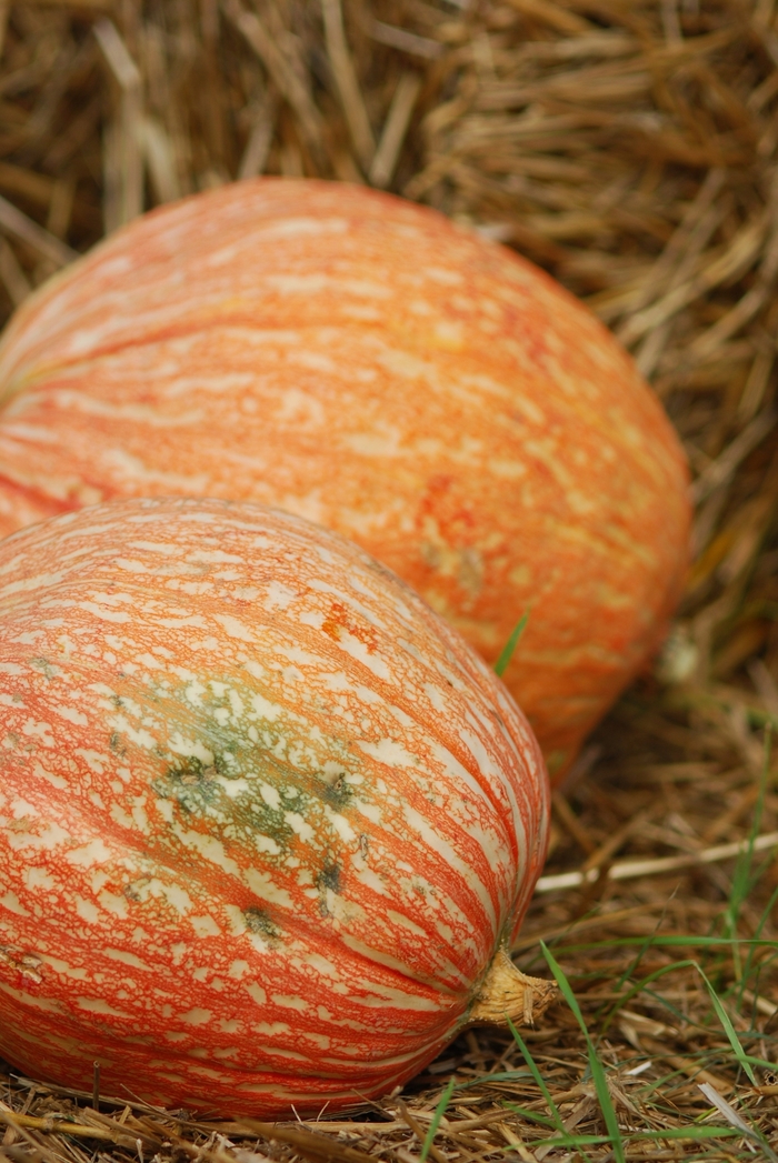 'One Too Many' Pumpkin - Cucurbita maxima from Delukes Gardencenter