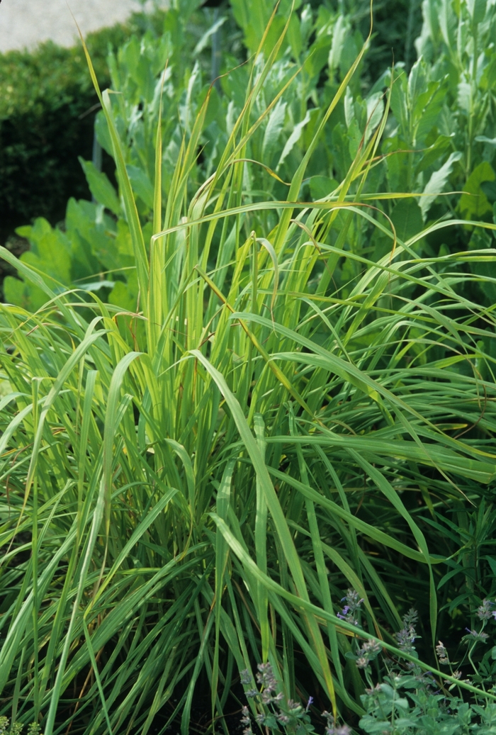 East Indian Lemon Grass - Cymbopogon citratus from Delukes Gardencenter