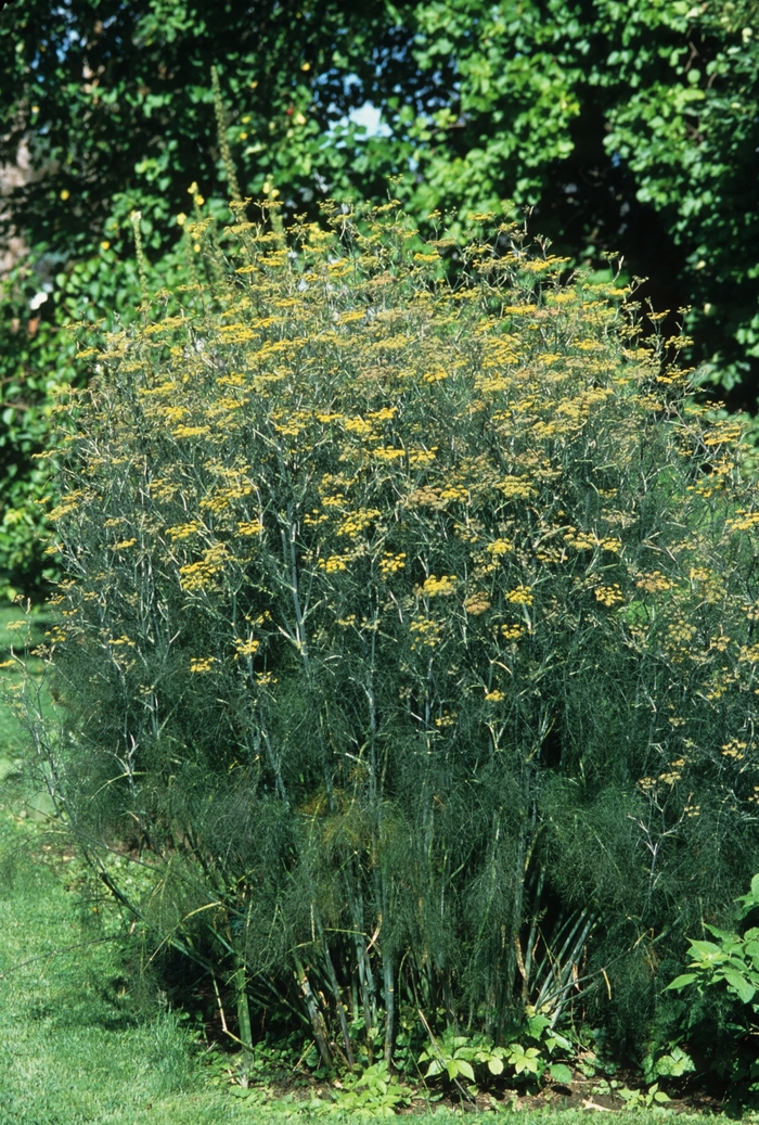 Common Fennel - Foeniculum vulgare from Delukes Gardencenter