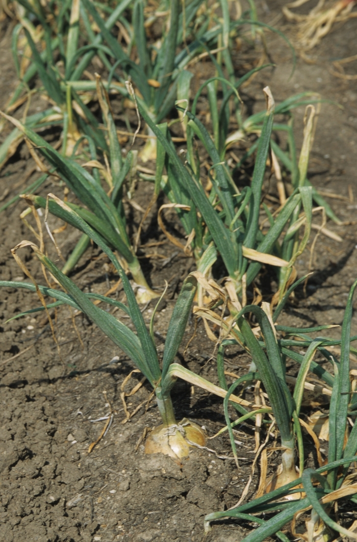 'Candy' Onion - from Delukes Gardencenter