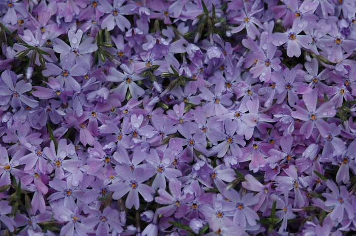 'Emerald Blue' Creeping Phlox - Phlox subulata from Delukes Gardencenter