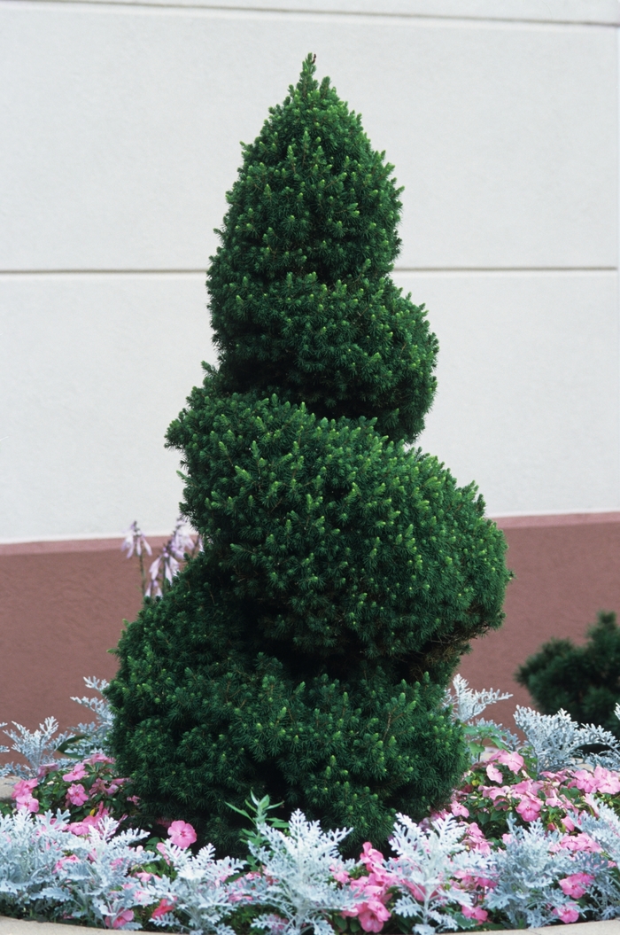 'Conica' White Spruce - Picea glauca from Delukes Gardencenter