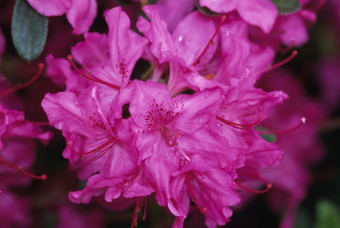 'Karen' Azalea - Rhododendron Gable hybrid from Delukes Gardencenter