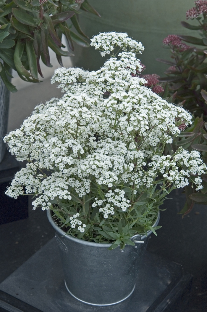 ''Festival Star™'' Hardy Baby''s Breath - Gypsophila paniculata from Delukes Gardencenter