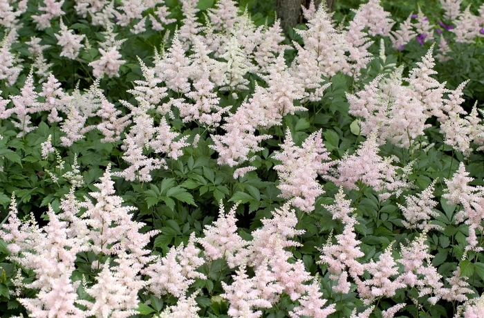 'Peach Blossom' False Spirea - Astilbe japonica from Delukes Gardencenter