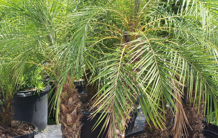 Pygmy Date Palm - Phoenix roebelenii from Delukes Gardencenter