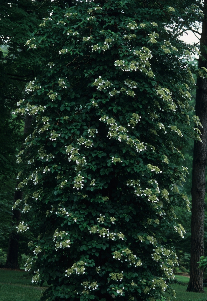 Climbing Hydrangea - Hydrangea anomala petiolaris from Delukes Gardencenter