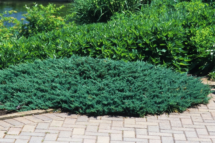 'Blue Chip' Juniper 2 GAL - Juniperus horizontalis from Delukes Gardencenter