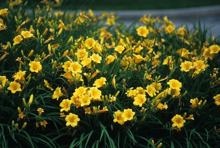 'Stella d' Oro' - Hemerocallis (Daylily) from Delukes Gardencenter
