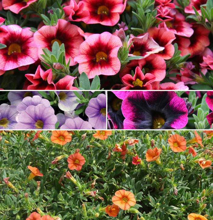 Superbells® 'Series' - Calibrachoa from Delukes Gardencenter