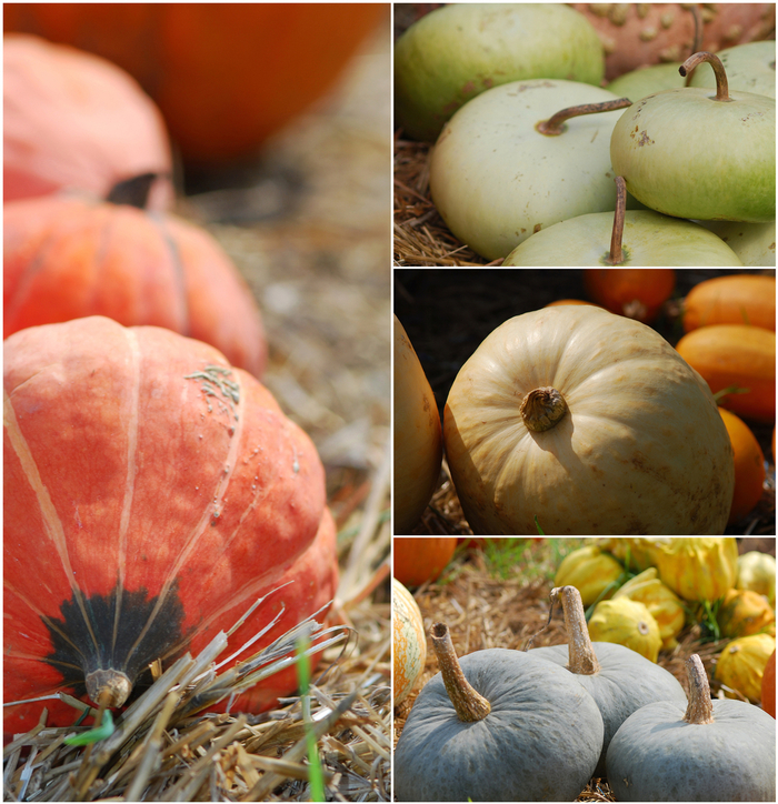 PUMPKINS - DECORITIVE STACKER from Delukes Gardencenter