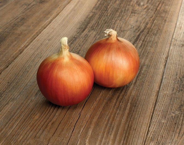 Spanish Onion - from Delukes Gardencenter