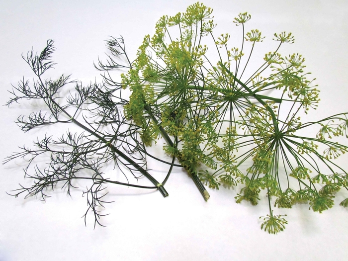 Dill - BOUQUETS from Delukes Gardencenter