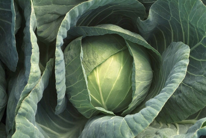 Cabbage - Late Flat Dutch from Delukes Gardencenter