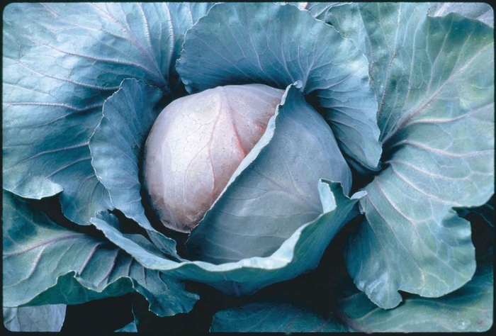 Cabbage - Ruby Perfection from Delukes Gardencenter