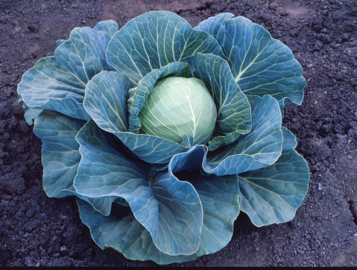 Cabbage - Stonehead from Delukes Gardencenter