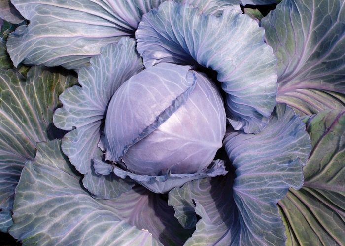 Red Cabbage - Brassica from Delukes Gardencenter