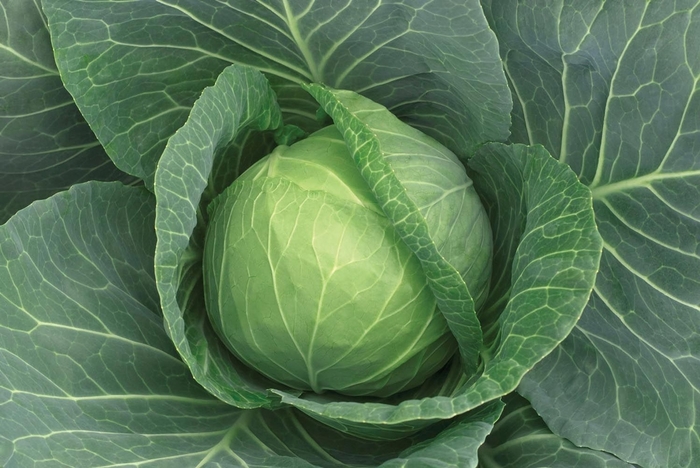 Cabbage - from Delukes Gardencenter