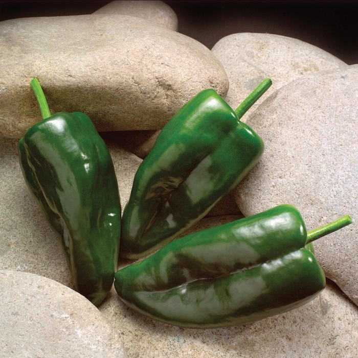 Poblano Pepper - Hot Pepper from Delukes Gardencenter
