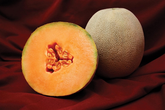 CANTALOUPE - Full Sized from Delukes Gardencenter