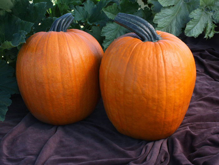 PUMPKIN CARVING - EXTRA LARGE from Delukes Gardencenter